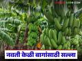 नवती केळी बागेवर पाने पिवळी पडणे, पोगा करपण्याचे प्रमाण वाढले, कृषी विभागाचा महत्वाचा सल्ला  - Marathi News | Latest news important advice from the Agriculture Department for banana crop farmers see details | Latest agriculture News at Lokmat.com