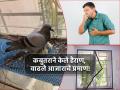 Health: 'कबुतर जा जा जा...' कबुतरांच्या उच्छादाने मुंबईकर हैराण; वाढले आजाराचे प्रमाण! - Marathi News | Health: 'Kbutar ja ja ja...' Mumbaikars shocked by the flight of pigeons; Increased disease rate! | Latest health Photos at Lokmat.com