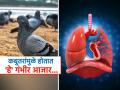 कबुतरांच्या विष्ठेमुळे होतात 'हे' गंभीर आजार, पुण्य कमवण्यासाठी दाणे टाकणे महागात, वाढते शारीरिक पीडा - Marathi News | Deeding pigeons and their dropping can damage your lungs and causes 4 dangerous disease | Latest sakhi News at Lokmat.com