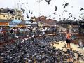 ‘नागरी वस्तीबाहेर कबुतर पार्कसाठी निर्देश देणार’ - Marathi News | ‘Instructions will be given for pigeon parks outside urban areas’ | Latest mumbai News at Lokmat.com