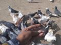 वनविभागाने ताब्यात घेतलेल्या कबुतरांवर देखरेख, संबंधितावर गुन्हा - Marathi News | Surveillance on pigeons captured by the Forest Department, offenses related | Latest kolhapur News at Lokmat.com