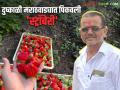Strawberry Farming: काय सांगताय! पाच गुंठ्यात सव्वा लाखांचे उत्पन्न देणारी स्ट्रॉबेरीची यशस्वी शेती - Marathi News | Strawberry Farming: What are you saying! Successful strawberry farming that yields Rs. 1.25 lakh in five gunthas | Latest agriculture News at Lokmat.com
