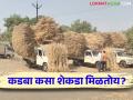 Dry Fodder मंगळवेढ्याच्या कडब्याने जनावरांच्या बाजारात खाल्ला भाव - Marathi News | Market Price of Mangalvedha Kadaba Dry Fodder in Sangola Livestock market | Latest agriculture News at Lokmat.com