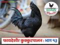 Kadaknath Kombdi : कडकनाथ कोंबडीचा व्यवसाय सर्वात फायदेशीर कसा ठरतो? जाणून घ्या सविस्तर  - Marathi News | Latest News Kadaknath Kombdi How is Kadaknath chicken business most Popular see details | Latest agriculture News at Lokmat.com