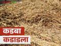 Kadba Bajar Bhav : मराठवाड्याच्या कडब्याला मोठी मागणी; शेकडा कसा मिळतोय दर? - Marathi News | Kadba Bajar Bhav : There is a huge demand for Marathwada's Kadba dry fodder; How is the price being achieved? | Latest agriculture News at Lokmat.com
