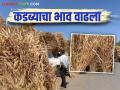 शाळूच्या कडब्याला मागणी वाढली; शेकडा कसा मिळतोय दर? वाचा सविस्तर - Marathi News | Demand for dry sorghum fodder has increased; How is the greeting price for hundred bunch? Read in detail | Latest agriculture News at Lokmat.com