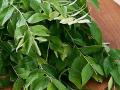 Curry Leaves benefits: रोज सकाळी कढीपत्त्याची पाने चावून खाण्याचे चमत्कारिक फायदे वाचा आणि अनुभव घ्या! - Marathi News | Curry Leaves benefits: Read and experience the miraculous benefits of eating curry leaves every morning! | Latest sakhi Photos at Lokmat.com