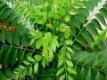 काळ्याभोर केसांसाठी वरदान आहे कढीपत्ता ; असा करा वापर ! - Marathi News | Curry leaves are a boon for black hair | Latest health News at Lokmat.com