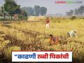 Rabbi Crop Harvesting : रब्बी पिके योग्य वेळी काढा, नुकसान टाळा, योग्य वेळ कोणती? वाचा सविस्तर - Marathi News | Latest News Rabbi Crop Management see right time to harvest rabi crops see details | Latest agriculture News at Lokmat.com