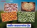 रब्बीत कडधान्यांचा बोलबाला; शेतकऱ्यांचा नव्या ट्रेंडकडे कल वाढला, सविस्तर वाचा - Marathi News | latest news Pulses dominate in Rabi season; Farmers' inclination towards new trends increases, read in detail | Latest agriculture News at Lokmat.com