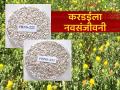 New Safflower Varieties : करडई पिकाला नवसंजीवनी; वनामकृविच्या वाणांना केंद्राची मंजुरी - Marathi News | latest news New Safflower Varieties: A revival for safflower crop; Center approves varieties for afforestation | Latest agriculture News at Lokmat.com