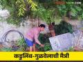 Agriculture News : कडुलिंब-गुळवेलाची मैत्री, शिक्षकाने जोपासली, नेमकी कशी? वाचा सविस्तर  - Marathi News | Latest News 500 Gulvela plantation under neem trees by teacher Read in detail  | Latest agriculture News at Lokmat.com