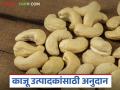 Kaju Anudan : काजू उत्पादक शेतकऱ्यांना शासन अनुदान आलं, जाणून घ्या सविस्तर  - Marathi News | Latest News Kaju Bi Anudan Government subsidy for cashew farmers, know the details | Latest agriculture News at Lokmat.com