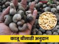 Cashew Seed Subsidy: काजू बीसाठी शेतकऱ्यांना मिळणार एवढे शासन अनुदान - Marathi News | Farmers will get government subsidy for cashew seeds | Latest agriculture News at Lokmat.com