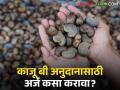 Cashew Seed Subsidy : काजू बी अनुदानासाठी अर्ज कसा करावा? जाणून घ्या संपूर्ण प्रक्रिया  - Marathi News | Latest News How to Apply for Cashew Seed subsidy Know the complete process  | Latest agriculture News at Lokmat.com