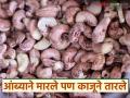 यंदा आंब्याने मारले पण काजूने तारले; ओल्या काजूगराबरोबरच काजूबीलाही मिळतोय चांगला दर - Marathi News | This year, mangoes were a hit but cashew nuts saved us; Along with wet cashew, cashew nuts are also getting good prices | Latest agriculture News at Lokmat.com