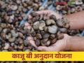 Agriculture News : काजू उत्पादक शेतकऱ्यांनी काजू बी अनुदानासाठी अर्ज सादर करावेत, वाचा सविस्तर  - Marathi News | Latest News Cashew farmers should submit applications for cashew seed subsidy, read details  | Latest agriculture News at Lokmat.com