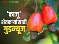 काजू पीक पाहणीसाठी ब्राझीलची टीम येणार; काजू बोंडावर प्रक्रिया करण्यासाठी संशोधन - Marathi News | Brazilian team to visit to inspect cashew crop; Research to process cashew nuts | Latest agriculture News at Lokmat.com