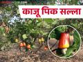 काजू पिकातील कीड नियंत्रण कसे कराल? - Marathi News | How to control pests in cashew crop? | Latest agriculture News at Lokmat.com