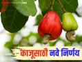 काजू मंडळ आहे मात्र काजूला हमीभाव नाही; राज्य सरकारकडून ८८ कोटी रुपयांचे अर्थसहाय्य मंजूर - Marathi News | There is a cashew board but there is no minimum support price for cashew; State government approves financial assistance of Rs 88 crore | Latest agriculture News at Lokmat.com