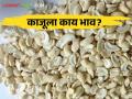Cashew Price : मुंबई बाजारात काजू दर टिकून, मागील आठवड्यात काय दर मिळाला? वाचा सविस्तर  - Marathi News | Cashew price sustained in Mumbai market, todays Kaju market price Read in detail  | Latest agriculture News at Lokmat.com