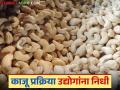 Agriculture News : राज्यातील 'या' 97 काजू प्रक्रिया उद्योगांना मिळणार निधी, वाचा सविस्तर  - Marathi News | Latest News Agriculture News 97 cashew processing industries in Maharashtra to get funds, read in detail | Latest agriculture News at Lokmat.com