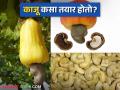 Kaju Prakriya : काजू बी मधून काजू काढण्यासाठी कोणकोणत्या प्रक्रिया करतात? वाचा सविस्तर - Marathi News | Kaju Prakriya : What are the processes used to extract cashew nuts from cashew seeds? Read in detail | Latest agriculture News at Lokmat.com