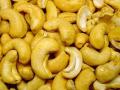 काजू मंडळ आहे; हमीभाव मात्र नाही, राज्य सरकारची कबुली  - Marathi News | There is a cashew board; but there is no guaranteed price, admits the state government | Latest maharashtra News at Lokmat.com