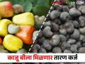 शेतकरी काजू बी शेतमाल तारण कर्ज योजनेच्या प्रतीक्षेत; कसे मिळते कर्ज? - Marathi News | Farmers are waiting for cashew seed farm collateral loan scheme; How to get a loan? | Latest agriculture News at Lokmat.com