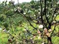 अतिवृष्टीचा हजारो एकर क्षेत्रातील काजू कलमांना मोठा फटका - Marathi News |  A heavy blow to the heavy cashew nuts just cut off the branches, leaves and leaves | Latest sindhudurga News at Lokmat.com