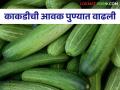 Cucumber Market : काकडीचा काय भाव? - Marathi News | Cucumber Market: What is the price of cucumber? | Latest agriculture News at Lokmat.com