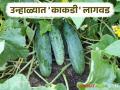Kakadi Lagwad : उन्हाळी हंगामात कमी कालावधीचं काकडी पिक ठरतंय फायदेशीर; कशी कराल लागवड - Marathi News | Kakadi Lagwad : Short-duration cucumber crop is profitable in the summer season; How to plant it | Latest agriculture News at Lokmat.com