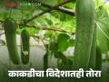 Kakdi Farming : काकडी शेतीतुन एकरी अडीच लाख रुपयांचा नफा, नंदुरबारच्या शेतकऱ्यांची करार शेती  - Marathi News | Latest News Successful farming of cucumber in Shednet by farmers through contract farming | Latest agriculture News at Lokmat.com