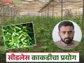 सीडलेस काकडीचा प्रयोग; दोन महिन्यात शेतकरी चंद्रकांत यांना लाखांवर नफा; वाचा सविस्तर - Marathi News | Seedless cucumber experiment, Farmer Chandrakant makes a profit of lakhs in two months; Read in detail | Latest agriculture News at Lokmat.com