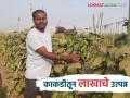 Farmer Success Story : उत्पादन खर्चात बचत करत टोमॅटोनंतर केली काकडीची लागवड; २५ गुंठ्यात १८ टन उत्पादन - Marathi News | Farmer Success Story : Cucumbers were planted after tomatoes, saving on production costs; 18 tons produced in 25 guntha | Latest agriculture News at Lokmat.com