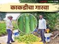 उन्हाळी काकडीने निमसाखरच्या शेतकऱ्याला दिला आर्थिक गारवा - Marathi News | Summer cucumber gave economic boost to Nimsakhar farmer nandkumar | Latest agriculture News at Lokmat.com