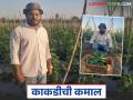 Kakadi Farming : अवघ्या एकरभर काकडीत लाख रुपयांचं उत्पन्न, मालेगावच्या शेतकऱ्यांची कमाल  - Marathi News | Latest News Income of lakhs of rupees from just one acre of cucumber, Malegaon farmers story | Latest agriculture News at Lokmat.com