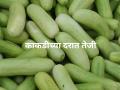 Agriculture News : उन्हामुळे काकडीला मागणी वाढली, कसा मिळतोय दर, वाचा सविस्तर  - Marathi News | Latest News Demand for cucumbers has increased due to the heat, see kakadi Market Price read in detail | Latest agriculture News at Lokmat.com