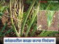 Onion Black Rot : कांदा पिकावर काळा करपा रोगाचा प्रादुर्भाव, असा करा बंदोबस्त  - Marathi News | Latest news kanda Kala Kapra Black spot disease outbreak on onion crop, take these steps to control | Latest agriculture News at Lokmat.com