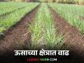 sugarcane cultivation : कळंब तालुक्यात शेतकऱ्यांचा चित्र-रोपांची लागवड करण्याकडे कल वाढला - Marathi News | Sugarcane cultivation : Tendency towards sugarcane cultivation in Kalamba taluka | Latest agriculture News at Lokmat.com
