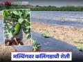 मल्चिंगवर कलिंगडाची लागवड, 55 ते 60 दिवसांचे पीक, 35 टनांपर्यंत उत्पादन, वाचा सविस्तर  - Marathi News | Latest news Watermelon cultivation on mulching, 55 to 60 days crop, production up to 35 tons, read in detail | Latest agriculture News at Lokmat.com