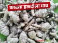 Black Turmeric Market: काळ्या हळदीला वाशिम बाजार कसा मिळाला दर ते वाचा सविस्तर - Marathi News | Black Turmeric Market: latest news How black turmeric found its way to Washim market, read the details | Latest agriculture News at Lokmat.com