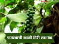 Black Peppar Farming : काळी मिरीची शेती, एका एकरातून दहा लाखांचं उत्पन्न, गडचिरोली जिल्ह्यातील शेतकऱ्यांचा प्रयोग  - Marathi News | Latest News Black pepper farming, income of one million rupees from one acre, experiment of farmers in Gadchiroli district | Latest agriculture News at Lokmat.com