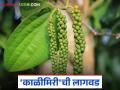 मसाल्याची राणी म्हणून ओळखल्या जाणाऱ्या 'काळीमिरी'ची लागवड कशी केली जाते? वाचा सविस्तर - Marathi News | How to cultivated queen of spices 'black pepper' spice crop; Read in detail | Latest agriculture News at Lokmat.com