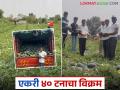खोरच्या युवा शेतकऱ्याचा कलिंगड उत्पादनात विक्रम; आंतरपीक म्हणून मिरचीचा यशस्वी प्रयोग - Marathi News | Young farmer from Khor sets record in watermelon production; Successful experiment with chilli as an intercrop | Latest agriculture News at Lokmat.com