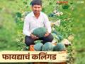 तंत्रज्ञानाचा वापर झाला, कलिंगडाने फायदा केला - Marathi News | Technology was used, watermelon crop benefited | Latest agriculture News at Lokmat.com