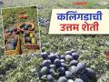 Kalingad Farming : बाजाराचा अभ्यास, योग्य नियोजन, कलिंगडाच्या शेतीतून लाखोंचे उत्पन्न, वाचा सविस्तर  - Marathi News | Latest News Kalingad sheti Market study, proper planning, income of lakhs from watermelon farming | Latest agriculture News at Lokmat.com