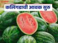Kalingad Bajar Bhav : सोलापूर बाजार समितीत ६२ क्विंटल कलिंगडाची आवक; कसा मिळतोय दर - Marathi News | Kalingad Bazaar Bhav : 62 quintals of water melon arrived in Solapur Market Committee; How is the price being obtained? | Latest agriculture News at Lokmat.com