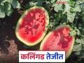 उन्हाळा वाढल्यामुळे कलिंगडाच्या मागणीतही वाढ; वाशी मार्केटमध्ये कसा मिळतोय दर? - Marathi News | As summer heats up, demand for watermelons also increases; How are prices being obtained in Vashi market? | Latest agriculture News at Lokmat.com