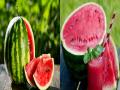 कलिंगड खाणे जितके फायद्याचे तितकेच तोट्याचेही...पाहा कसे? - Marathi News | Side effects of water melon... | Latest health News at Lokmat.com